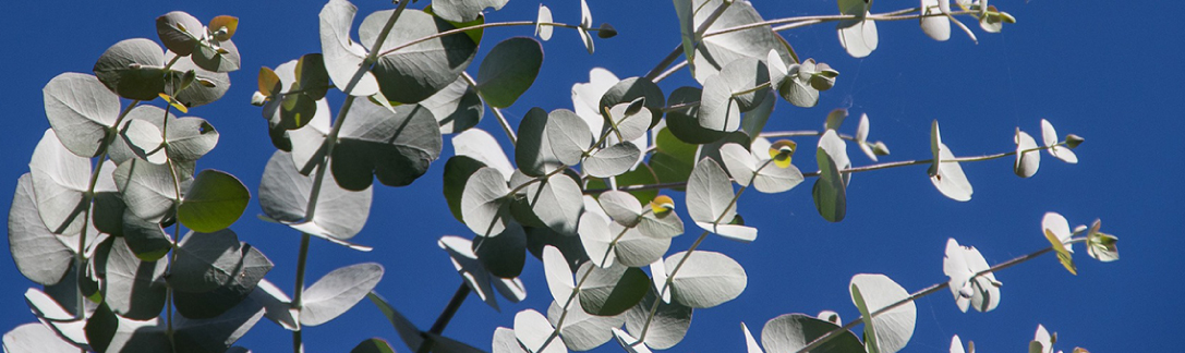 Les diluants et adjuvants dans votre peinture